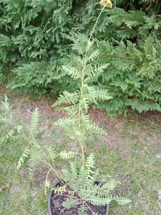 Plantas de Aquilea flor amarilla