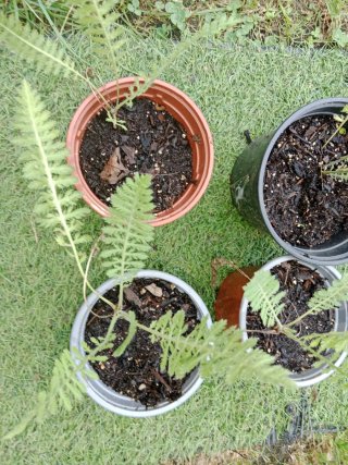 Plantas de Aquilea flor amarilla