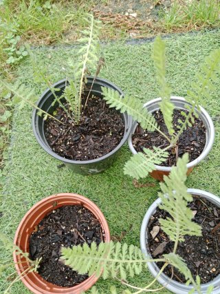 Plantas de Aquilea flor amarilla