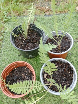 Plantas de Aquilea flor amarilla