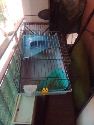Jaula para cobaya o conejo