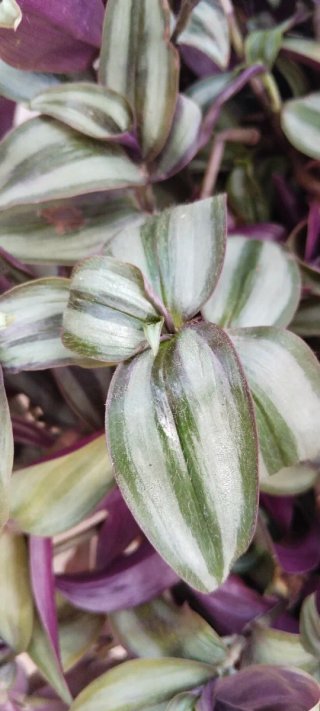 Tradescantia Zebrina en Maceta de Barro (Ø 27 cm)