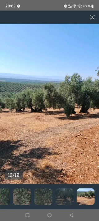 91 OLIVOS CENTENARIOS