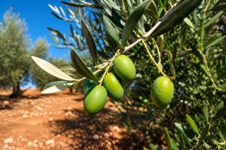 91 OLIVOS CENTENARIOS