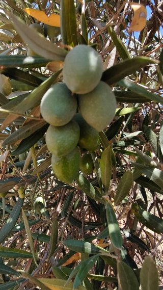 91 OLIVOS CON LA COSECHA