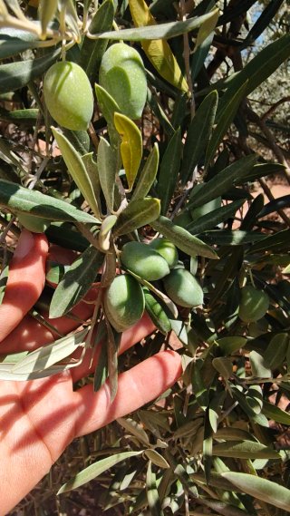 91 OLIVOS CON LA COSECHA