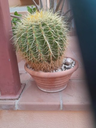 Cactus esférico en maceta de barro