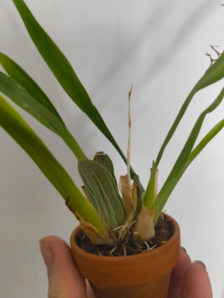 Oncidium miniatura orquídea