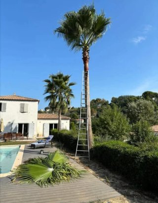 Limpieza de parcelas y poda de árboles