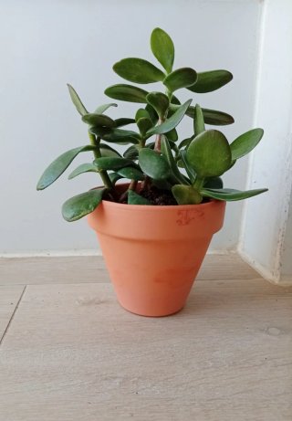 Árbol de Jade Frondoso en Maceta de Barro