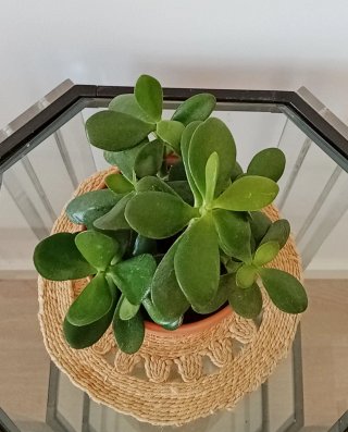 Árbol de Jade Frondoso en Maceta de Barro