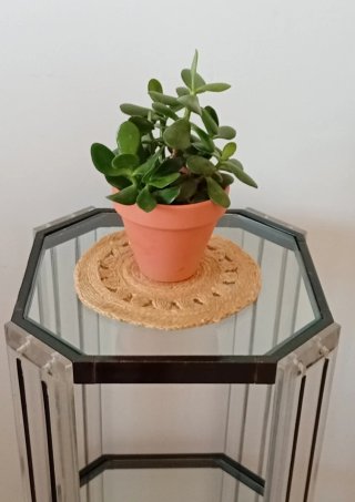 Árbol de Jade Frondoso en Maceta de Barro