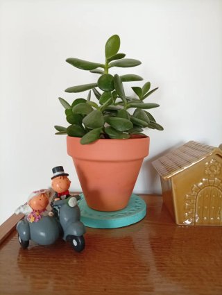 Árbol de Jade Frondoso en Maceta de Barro