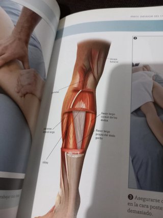 Anatomía del masaje