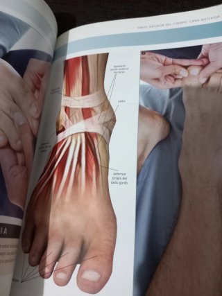 Anatomía del masaje