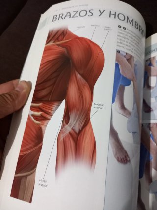Anatomía del masaje
