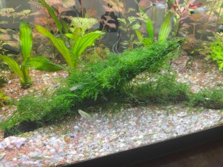 Tronco con musgo para acuario
