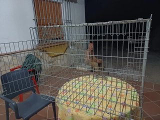 Jaula para animales plateada