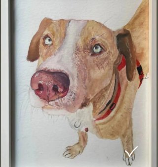 Retrato de mascotas