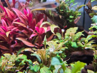 Plantas de acuario