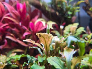 Plantas de acuario