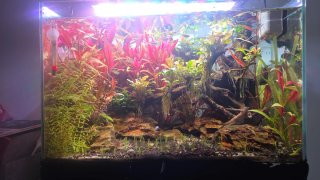 Plantas de acuario