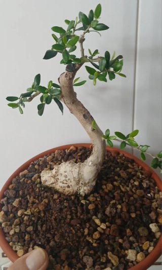 Bonsai Acebuche Shohin