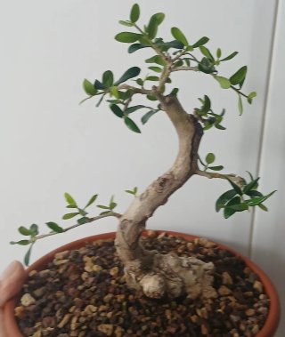 Bonsai Acebuche Shohin
