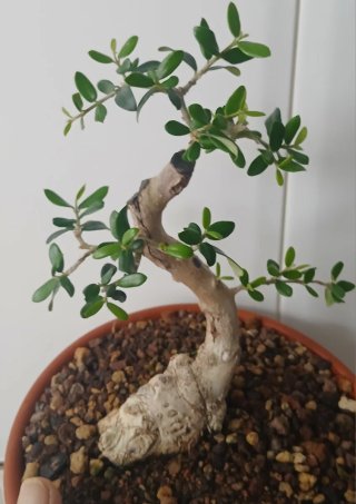 Bonsai Acebuche Shohin