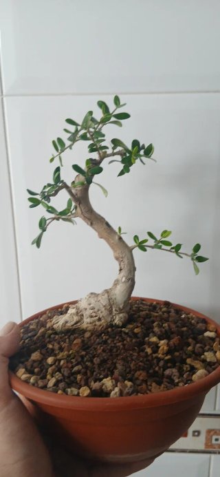 Bonsai Acebuche Shohin