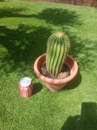 Cactus