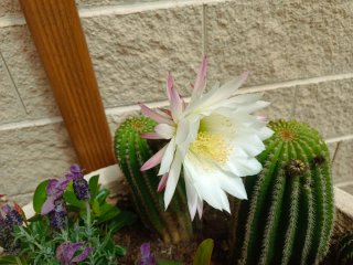 Cactus echinopsis schickendantzii