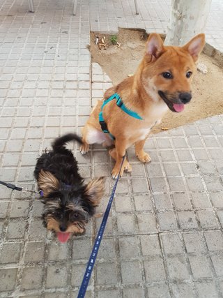 ¿Te vas de viaje? ¡Yo cuido de tu perro!