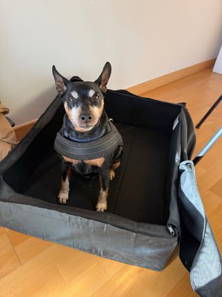 Pet Sitter -Paseo, visitas y hospedaje de mascotas