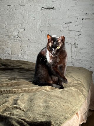 Pet Sitter -Paseo, visitas y hospedaje de mascotas