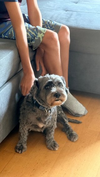 Pet Sitter -Paseo, visitas y hospedaje de mascotas