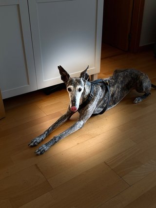 Pet Sitter -Paseo, visitas y hospedaje de mascotas
