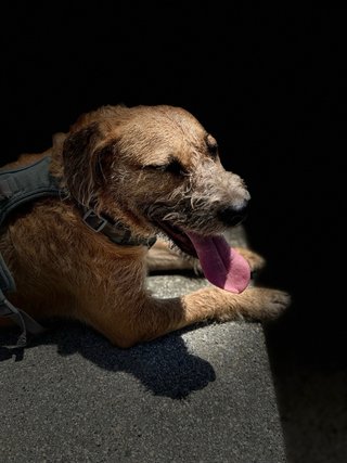 Pet Sitter -Paseo, visitas y hospedaje de mascotas