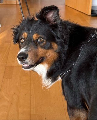 Pet Sitter -Paseo, visitas y hospedaje de mascotas
