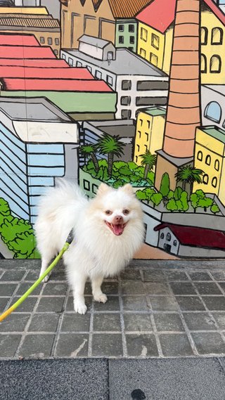 Pet Sitter -Paseo, visitas y hospedaje de mascotas