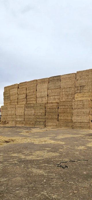 Paja de trigo