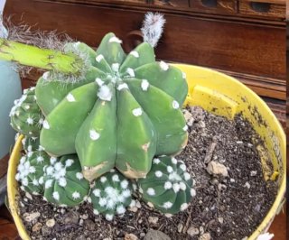 Echinopsis adulta in fioritura accestita
