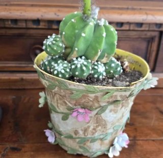 Echinopsis adulta in fioritura accestita