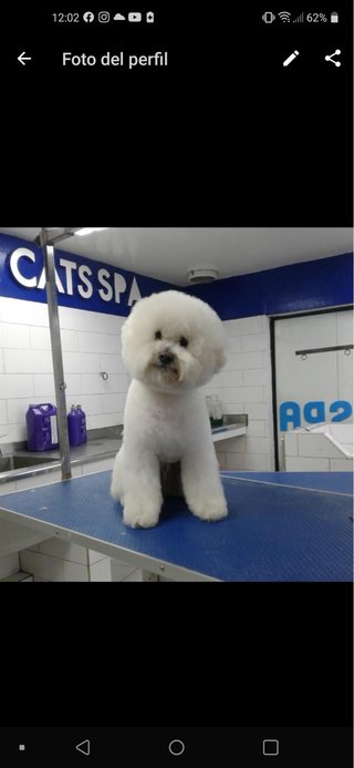 Servicio de peluqeria canina a domicilio