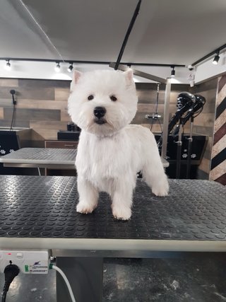 Servicio de peluqeria canina a domicilio
