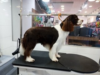 Servicio de peluqeria canina a domicilio