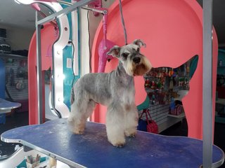 Servicio de peluqeria canina a domicilio
