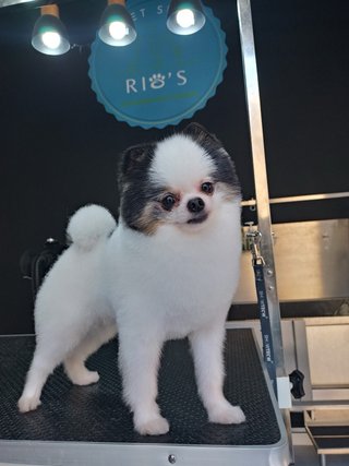 Servicio de peluqeria canina a domicilio