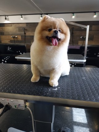 Servicio de peluqeria canina a domicilio