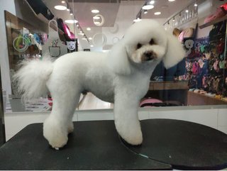 Servicio de peluqeria canina a domicilio